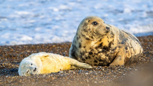 Female seal and pup on Blakeney Point